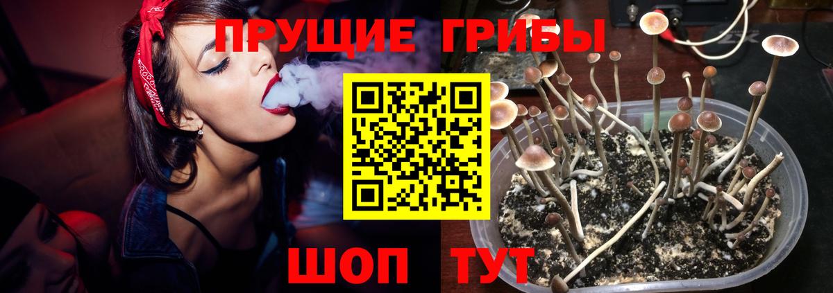 Галлюциногенные грибы Psilocybe Артём